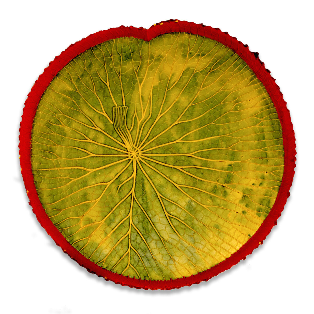 Sabia-feuille-Amazonienne-Vitoria-Regia-vert-jaune-bord-rose