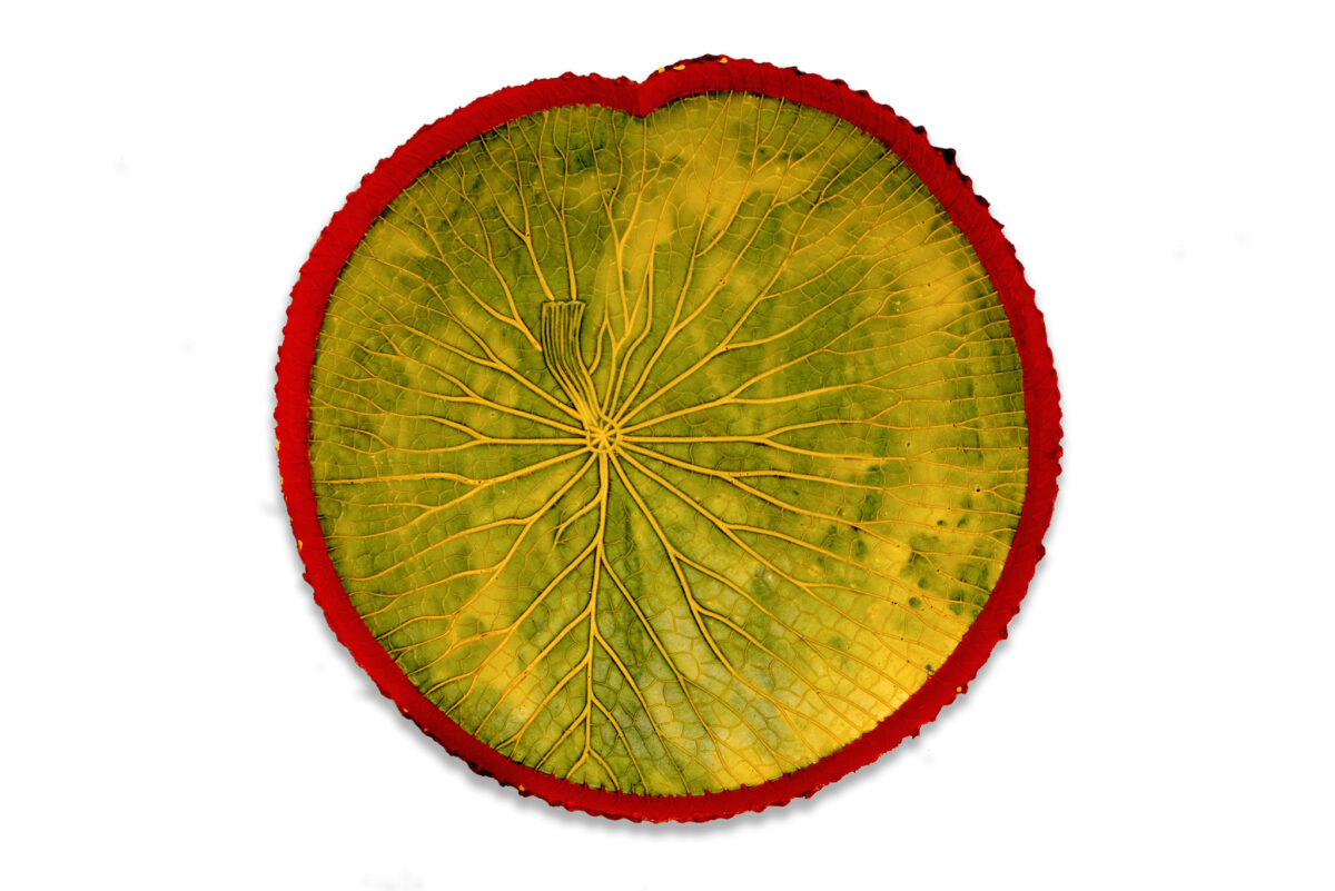 Sabia-feuille-Amazonienne-Vitoria-Regia-vert-jaune-bord-rose