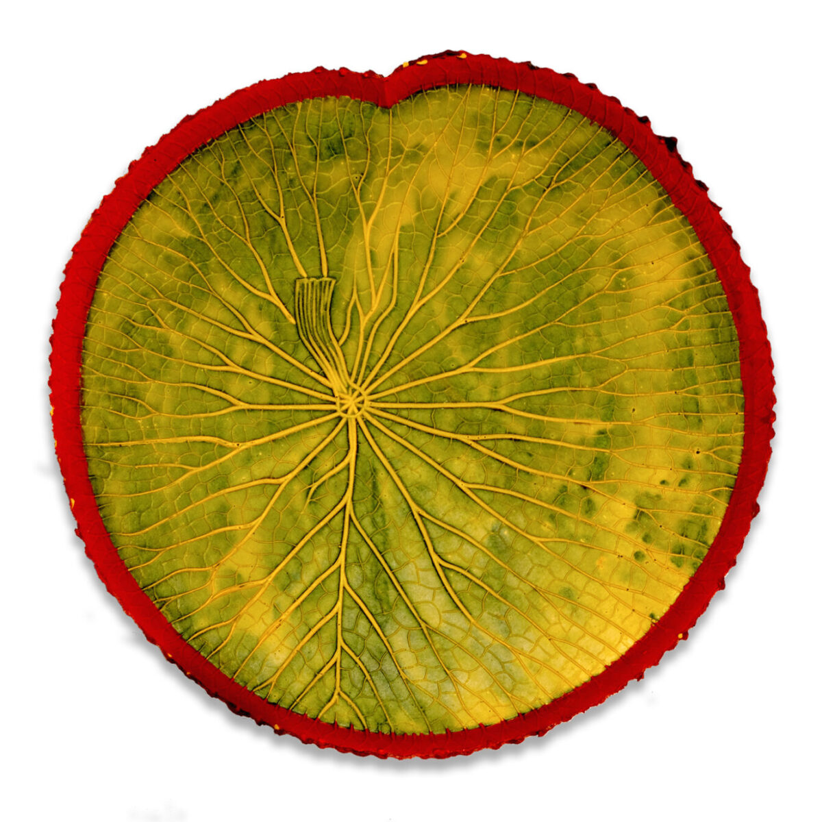 Sabia-feuille-Amazonienne-Vitoria-Regia-vert-jaune-bord-rose