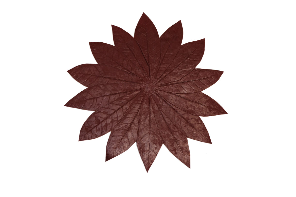 Sabia-feuille-Amazonienne-Seringueira-Bordo